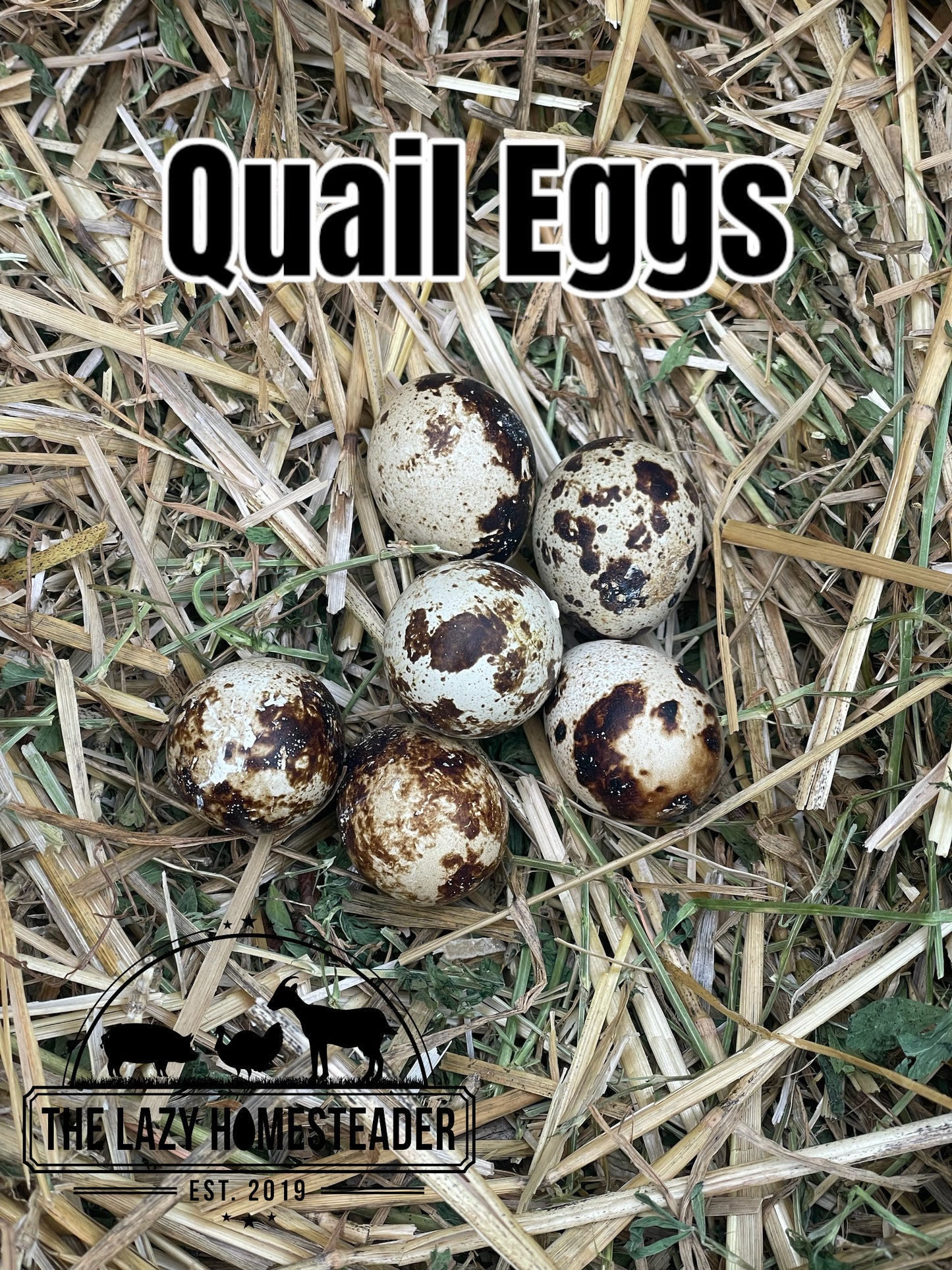 Quail Eggs