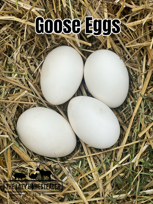 Goose Eggs