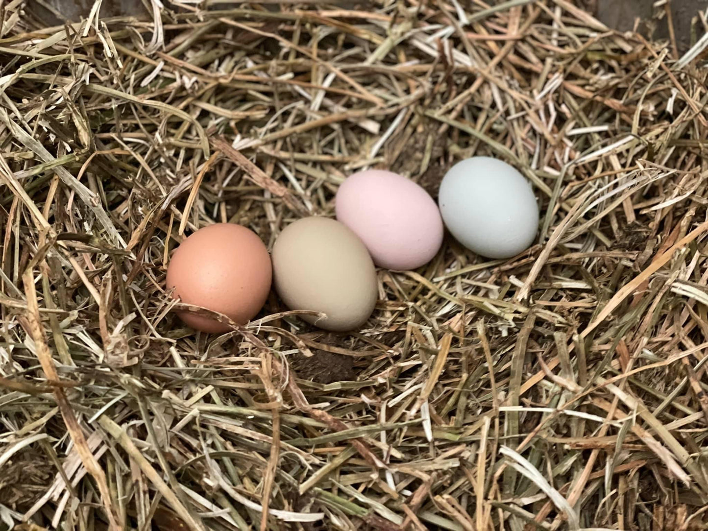 Free range chicken eggs